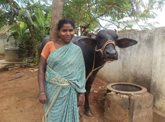 Photo of woman with a water buffalo