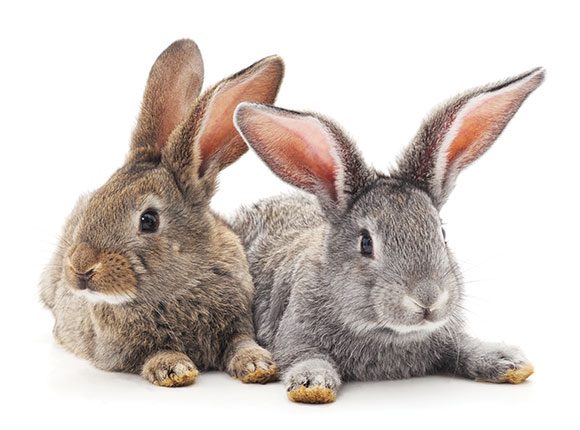 Photo of a pair of rabbits