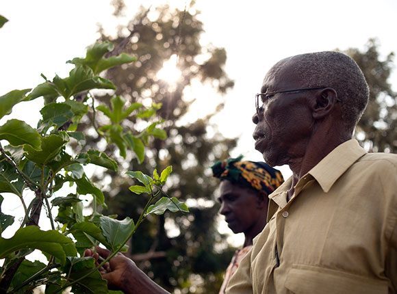 Photo of Kenyan man touching a plant